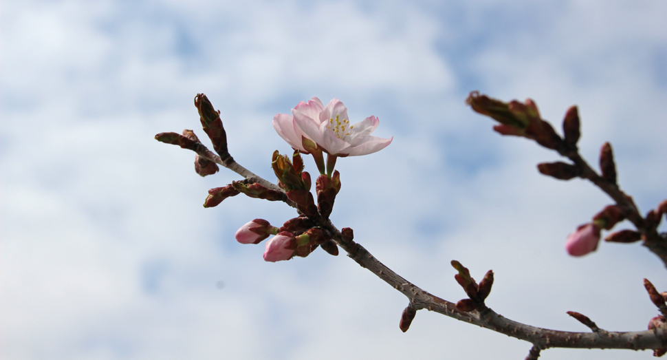 今日は一部咲きの桜。満開になる日が楽しみです