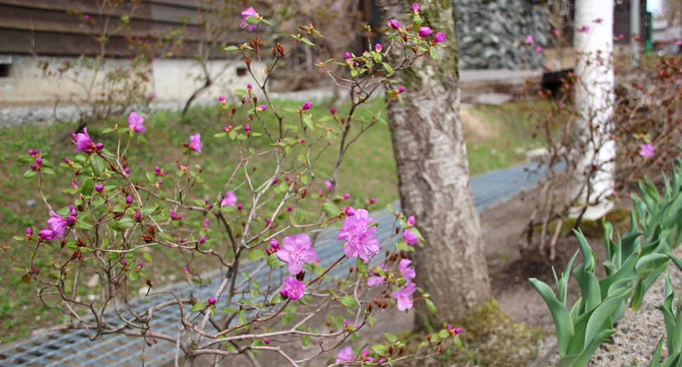エゾムラサキツツジも咲き始めました