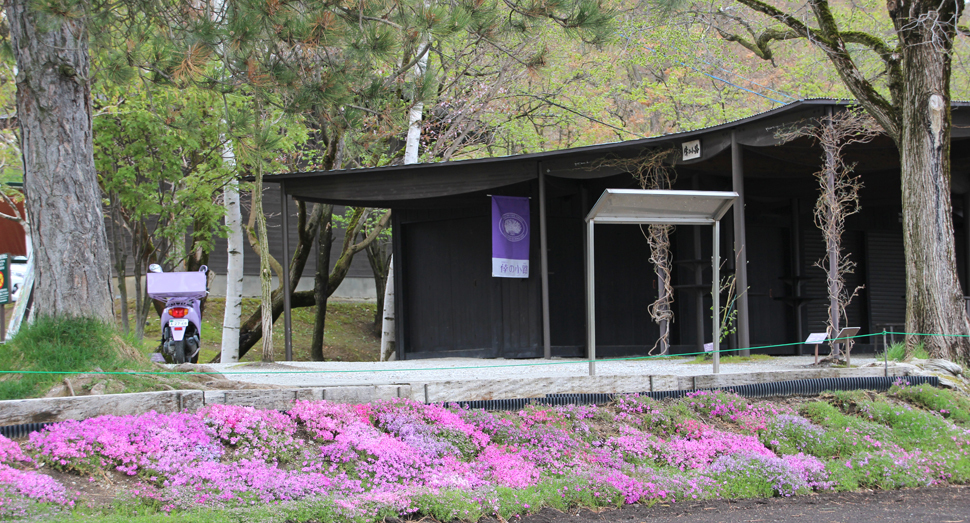 法面の芝桜が咲き始めました(倖の畑)