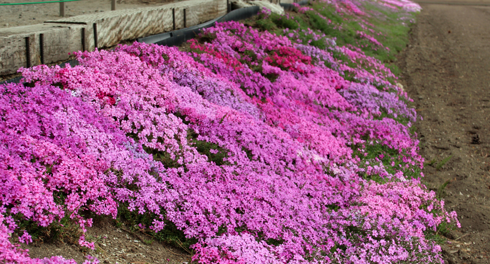 シバザクラが開花し始めています