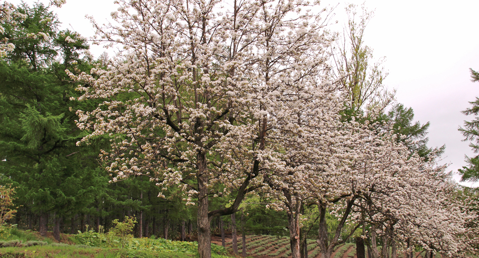 セイヨウナシの木が花盛りです