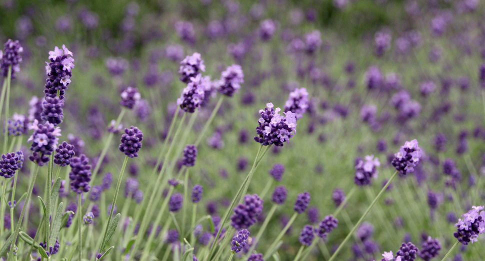 温室の濃紫早咲の花