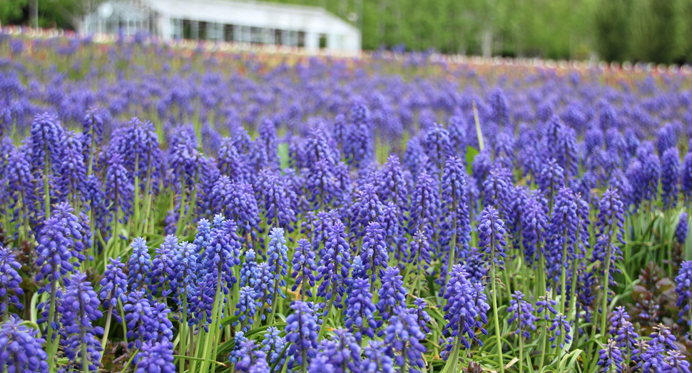 花人の畑のムスカリが鮮やかです