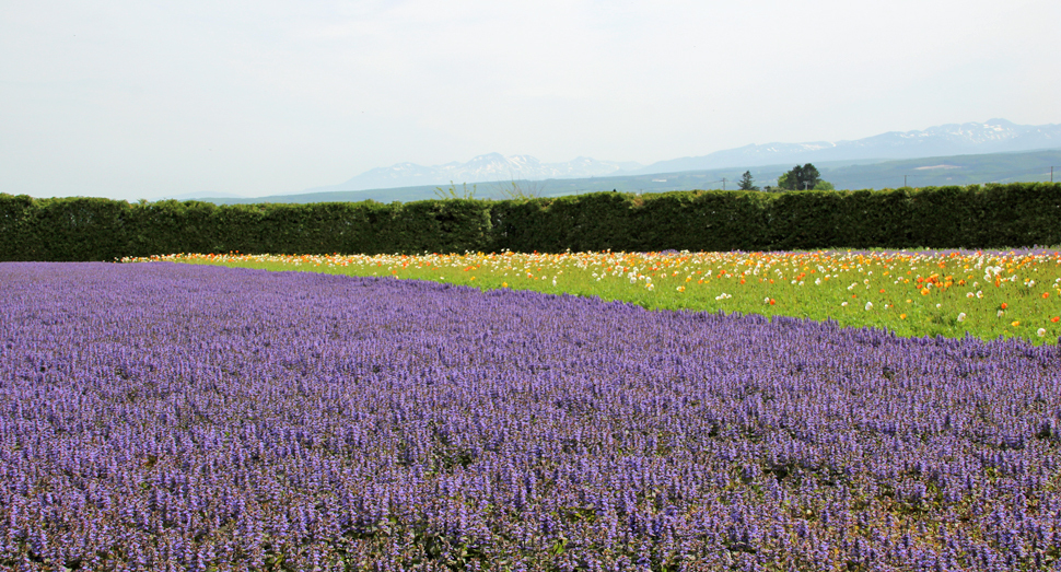 紫色の花はラベンダーではなくアジュガです