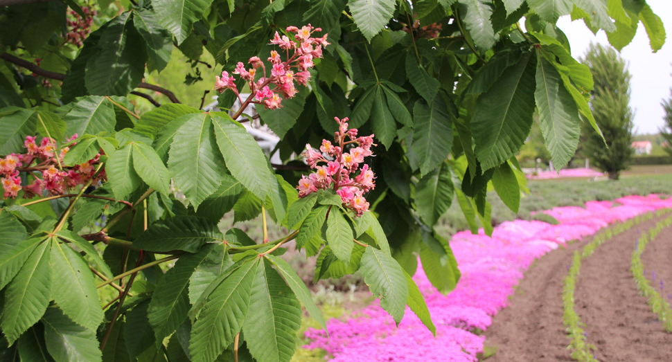 温室の近くで咲くベニバナトチノキの花