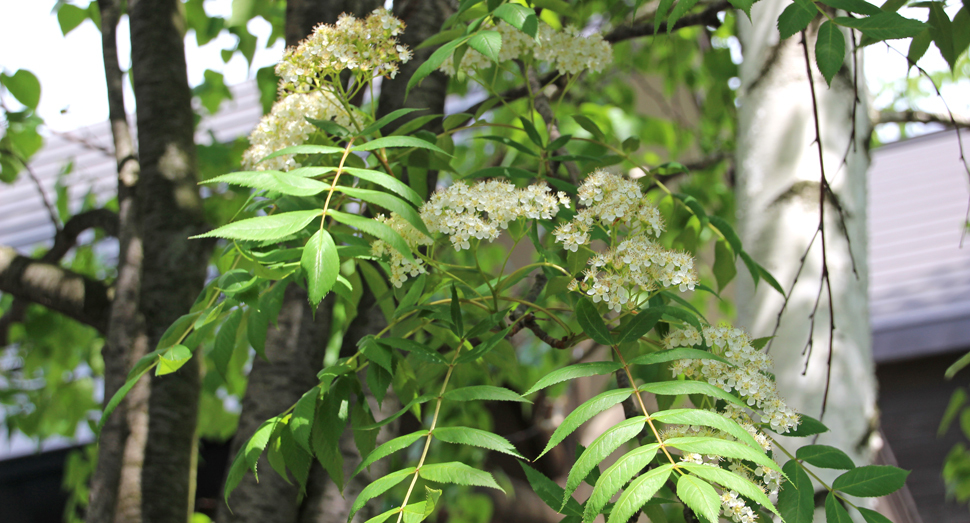 上を見上げると、ナナカマドが花を咲かせています