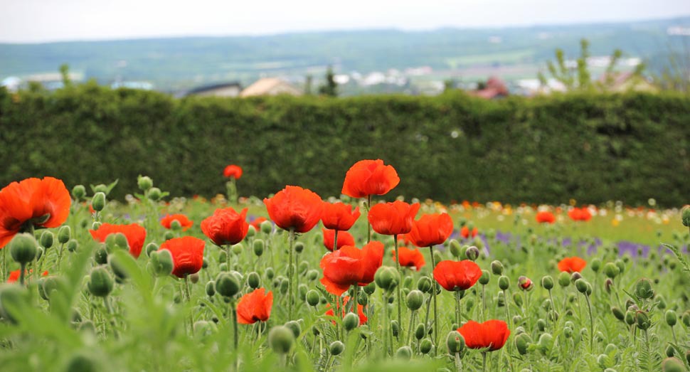 「春の彩りの畑」に大きなオリエンタルポピーの花が咲いています