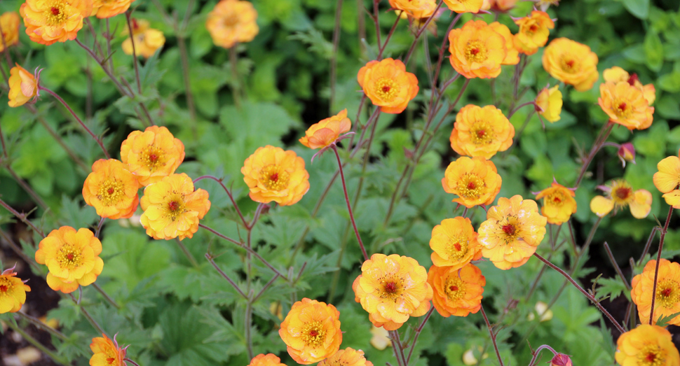 幾重にも重なる花びらが可愛らしいゲウムの花