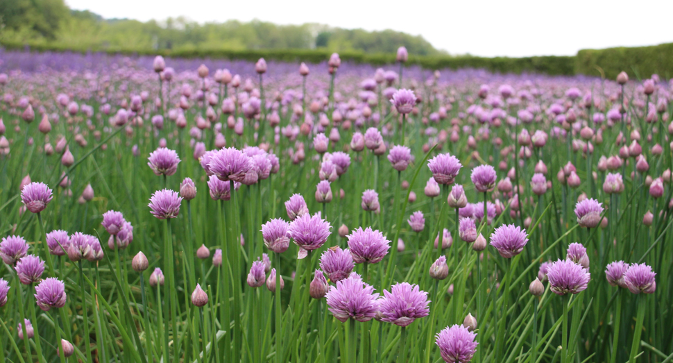 チャイブが少しずつ開花し始めました(春の彩りの畑)