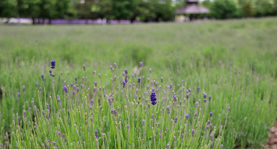 倖の畑をよく見ると、うっすらと紫色になってきました