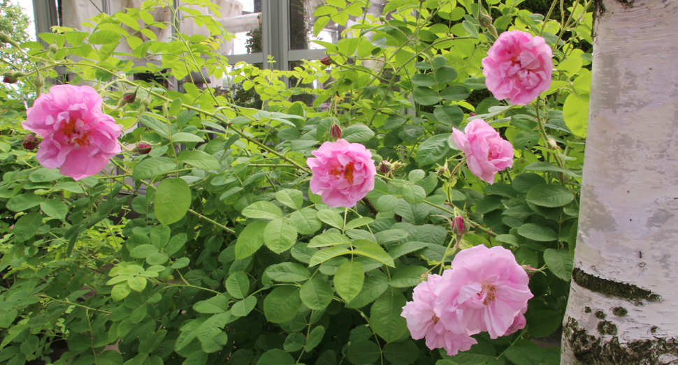 こちらのバラは、温室前で甘い香りを漂わせる「ローズ・ド・メイ」です