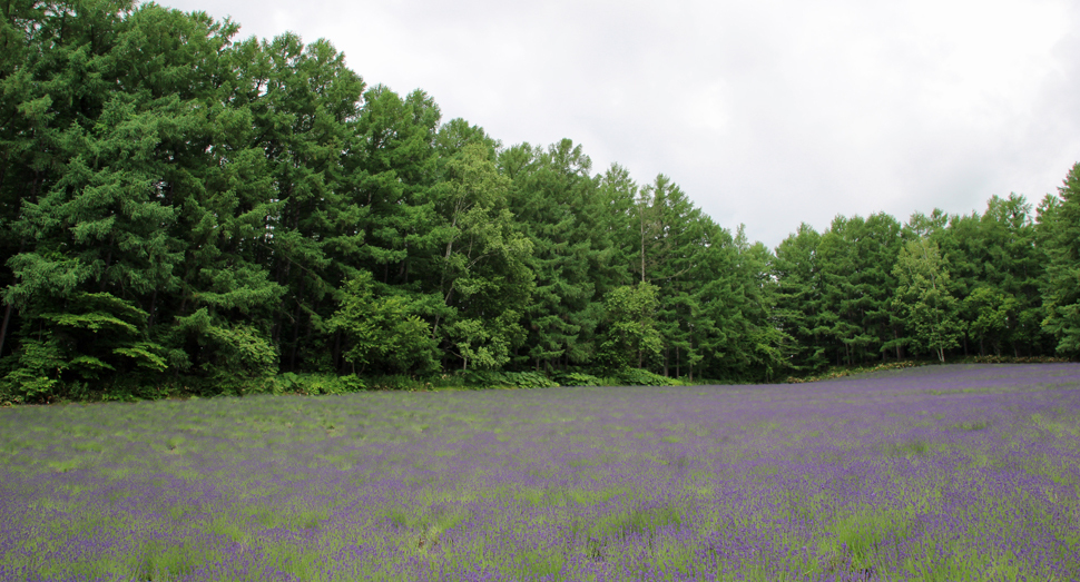 森の彩りの畑のラベンダー濃紫早咲