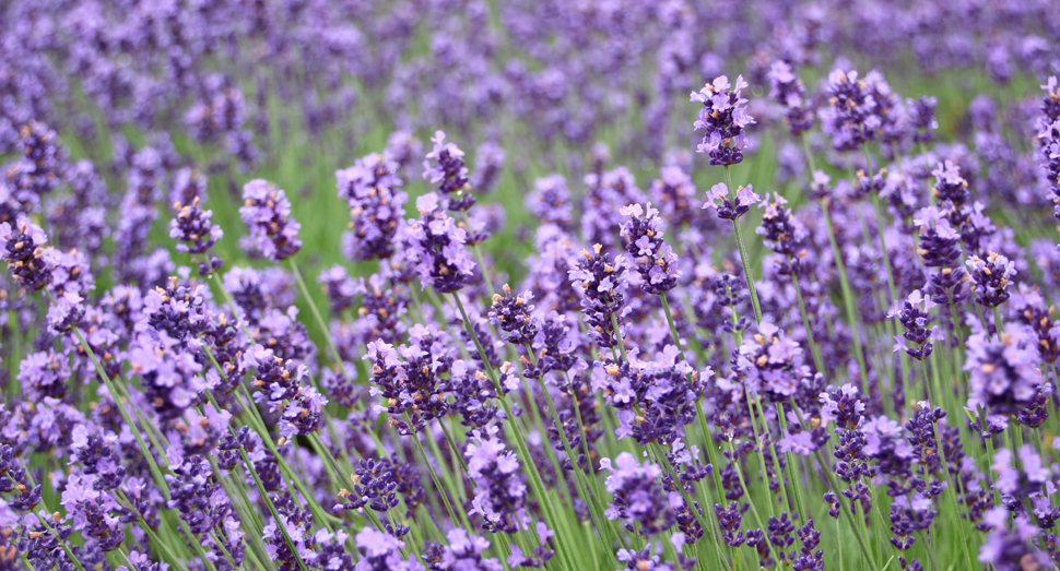 園内の濃紫早咲が開花しています