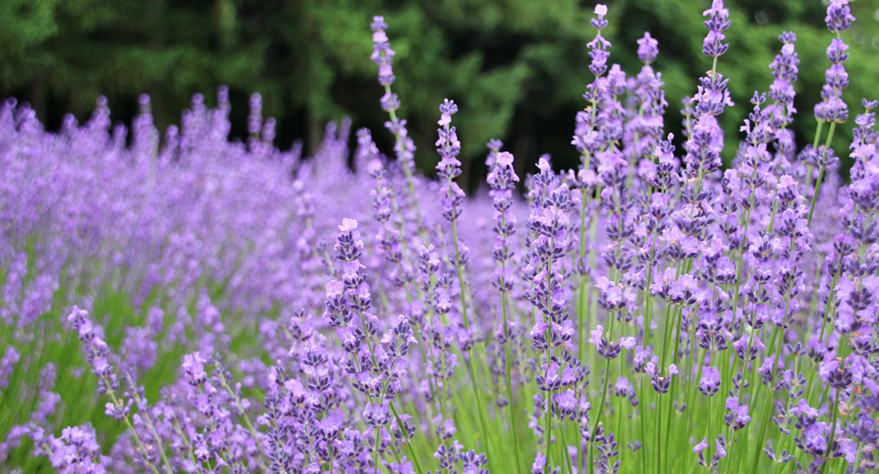 おかむらさきが開花して華やかです