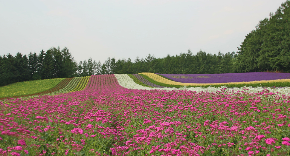 開花が進む「彩りの畑」の小町草