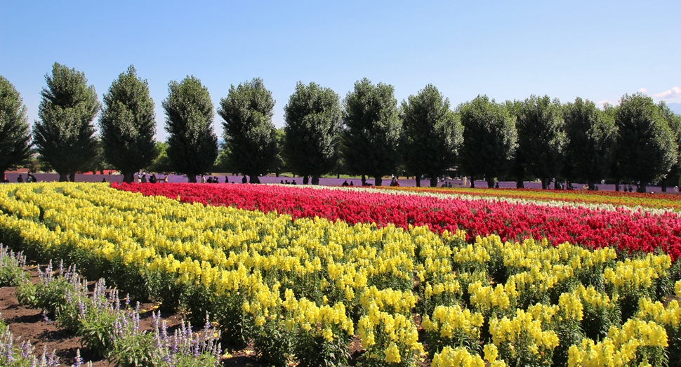 花人の畑の花々がぐんぐん成長中です