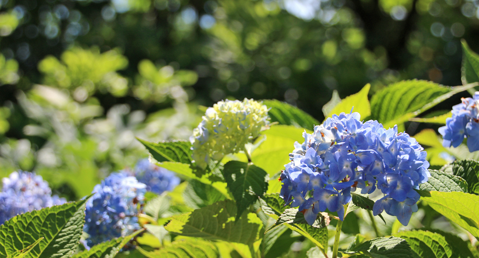 マザーズガーデンの紫陽花が日光をたっぷりと浴びています