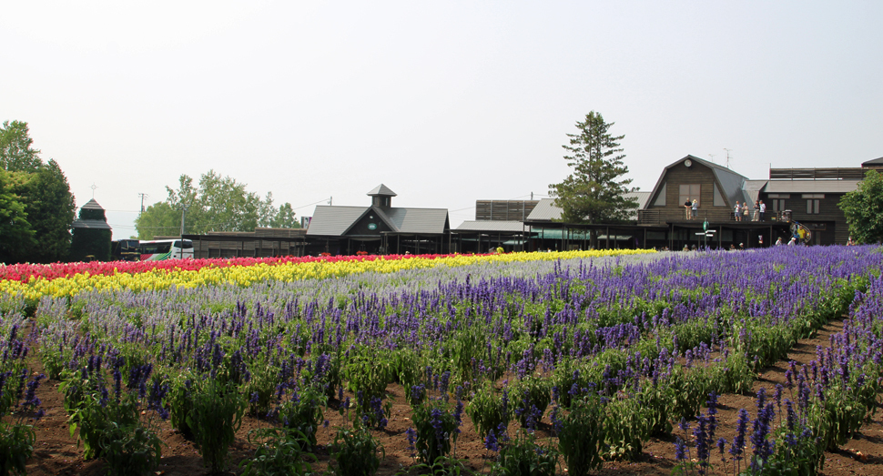 花人の畑に咲く紫色の花はサルビアです