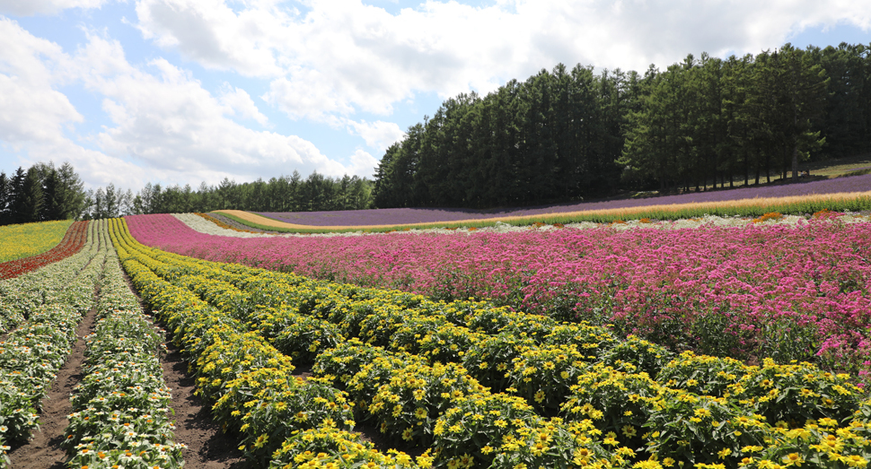 色とりどりの花々の競演