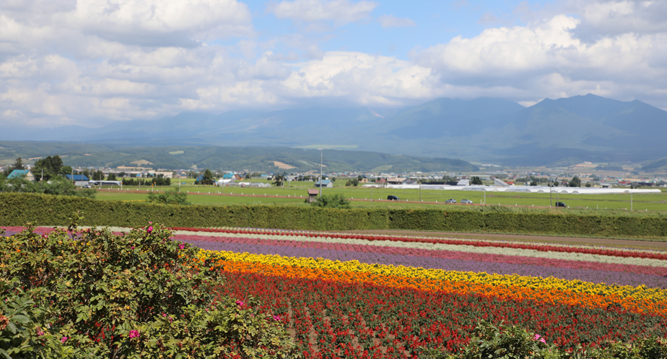 秋の彩りの畑と十勝岳連峰