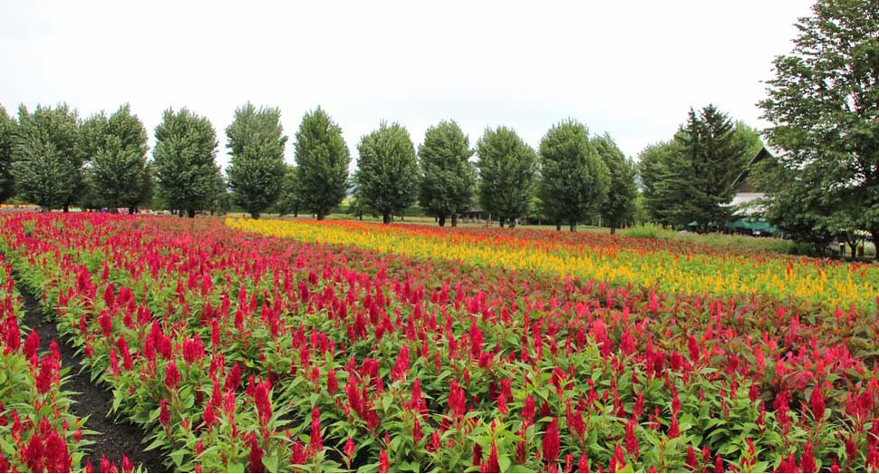 花人の畑でケイトウが元気に育っています