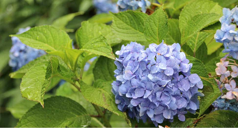 紫陽花に雨粒がのっています