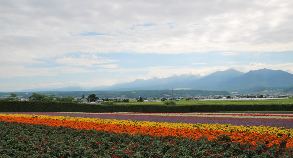 秋の彩りの畑と十勝岳連峰