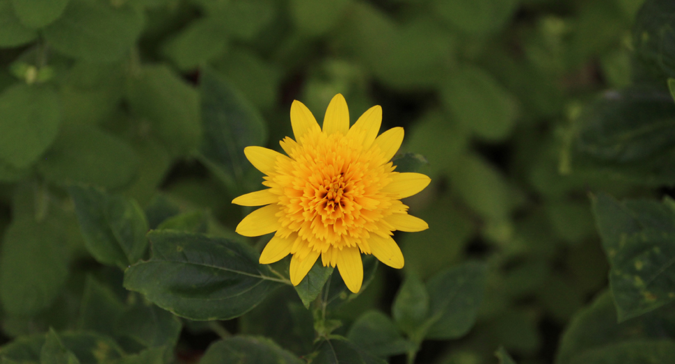 花人ガーデンでは宿根ヒマワリが開花していました