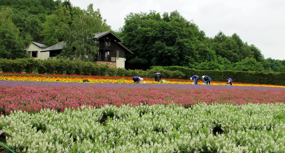 花畑を長くお楽しみいただけるようお手入れをしています(秋の彩りの畑)