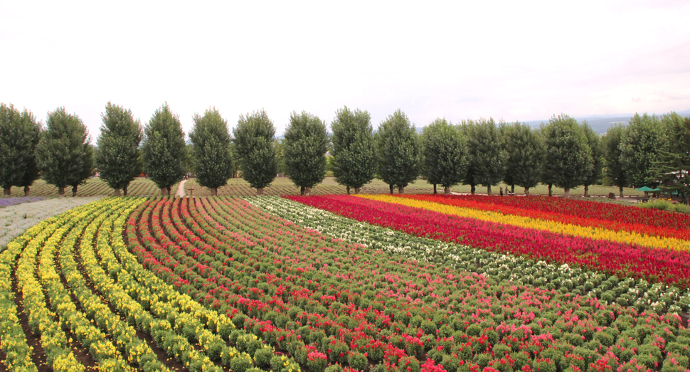 まだまだ成長中の花人の畑