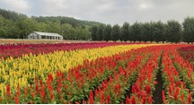 これからも見頃の花人の畑