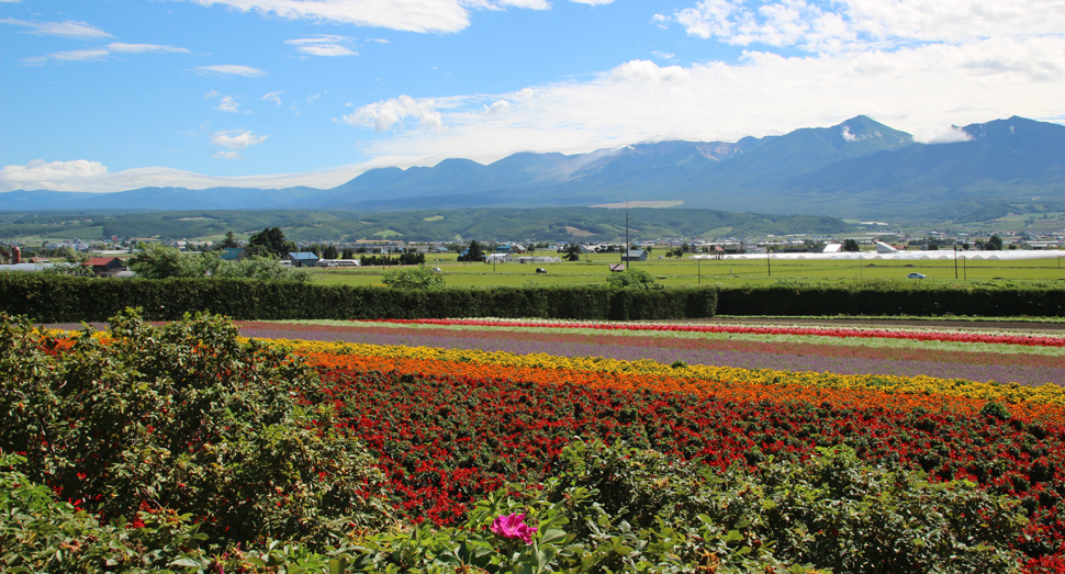 秋の彩りの畑と十勝岳連峰