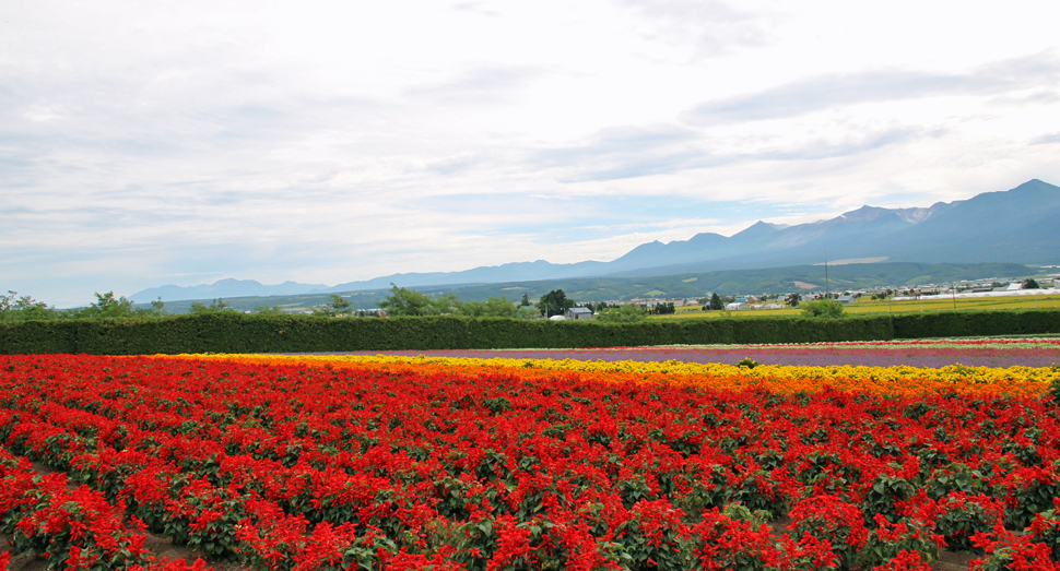 十勝岳連峰と秋の彩りの畑