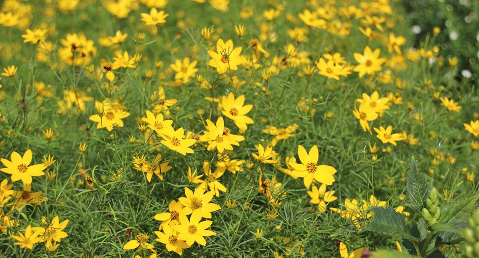 花人ガーデンも秋の花々で彩られています