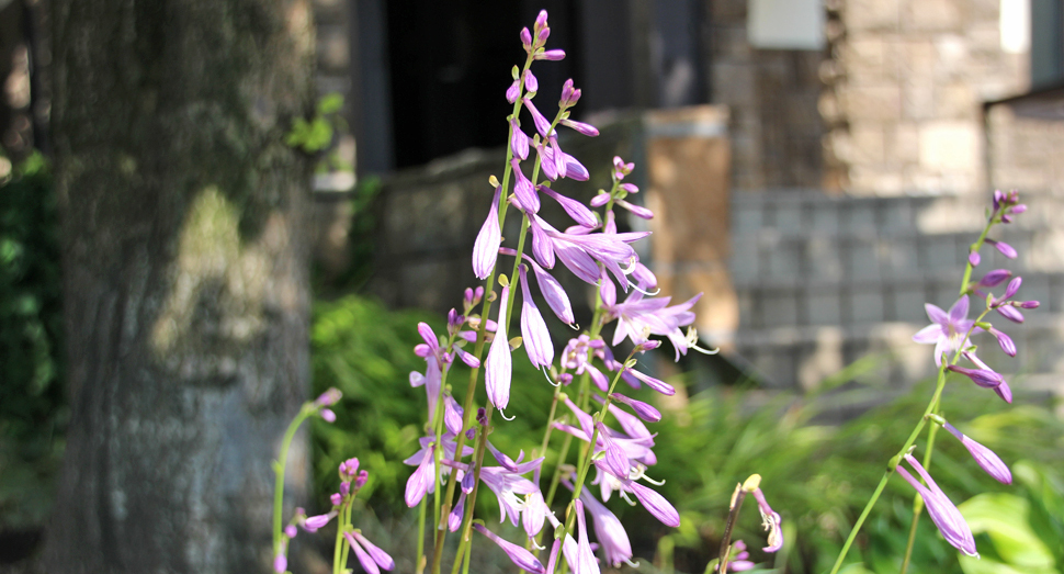 花人ガーデンにも可愛らしい花々が咲いています