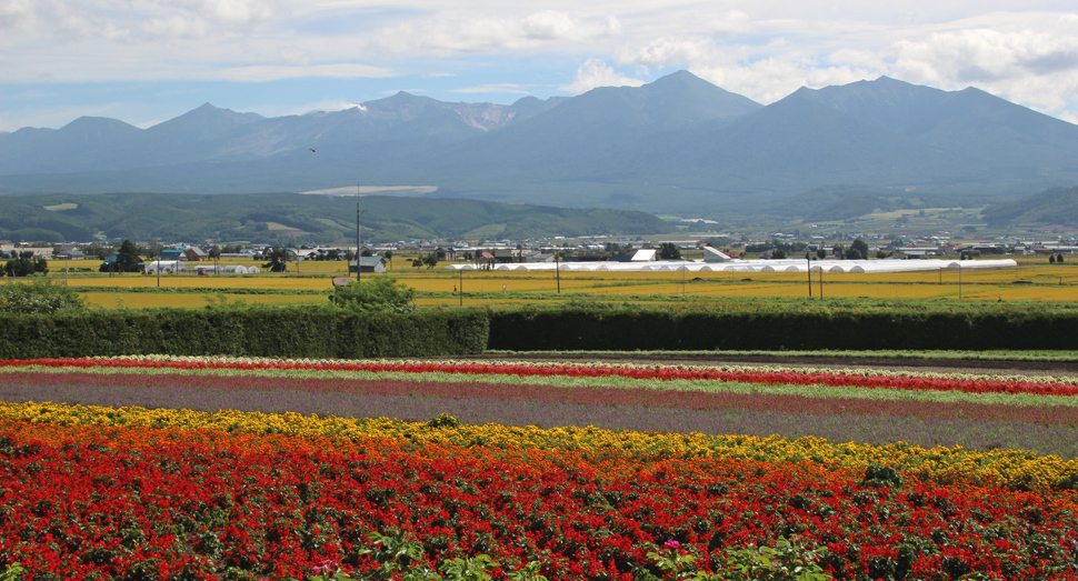 秋の彩りの畑と十勝岳連峰