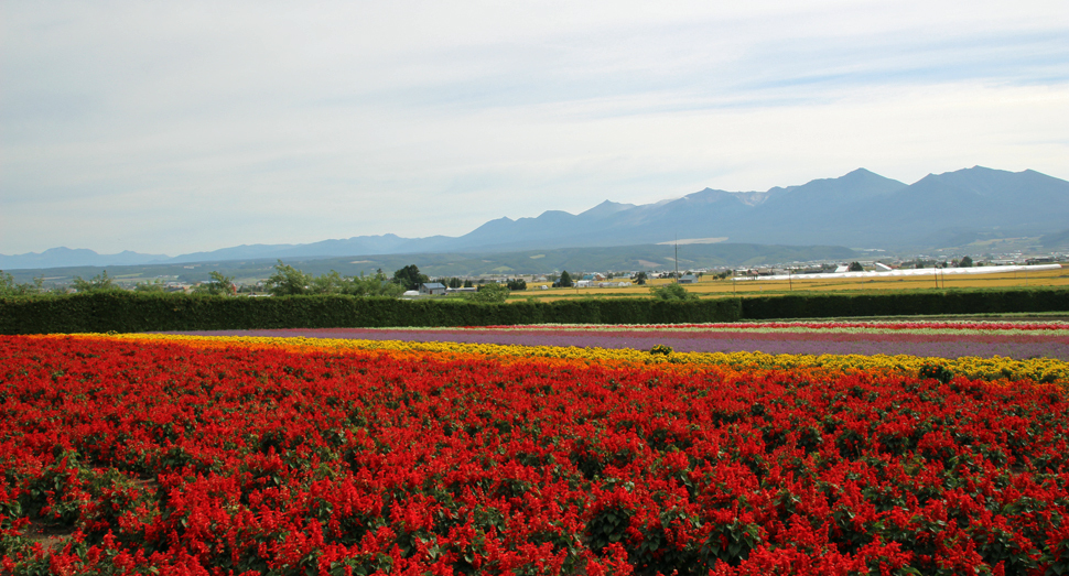 秋の彩りの畑と十勝岳連峰