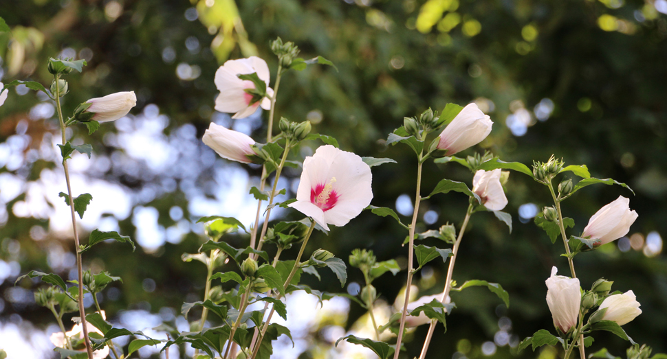 涼やかなムクゲの花(マザーズガーデン)