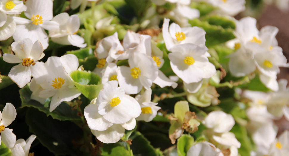 めだまやきのようなベゴニアの花(秋の彩りの畑)