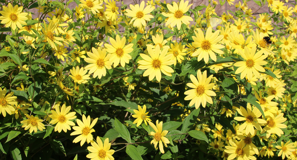 薄い黄色の花びらが爽やかなヘリアンサスレモンクイーン(花人ガーデン)