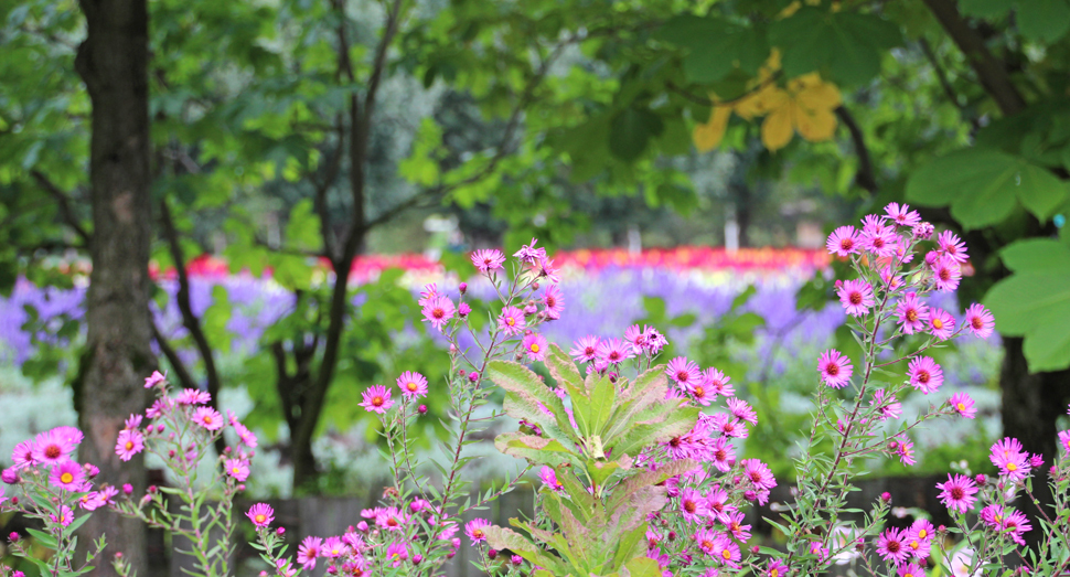 マザーズガーデン越しの花人の畑