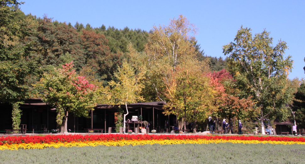 徐々に紅葉し始めた木々と倖の畑