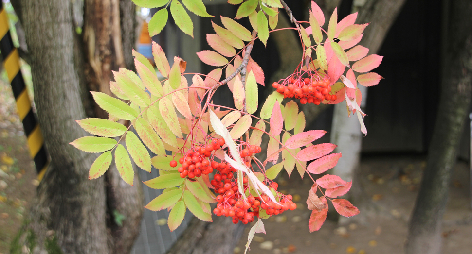 葉と実が紅く色づくナナカマド