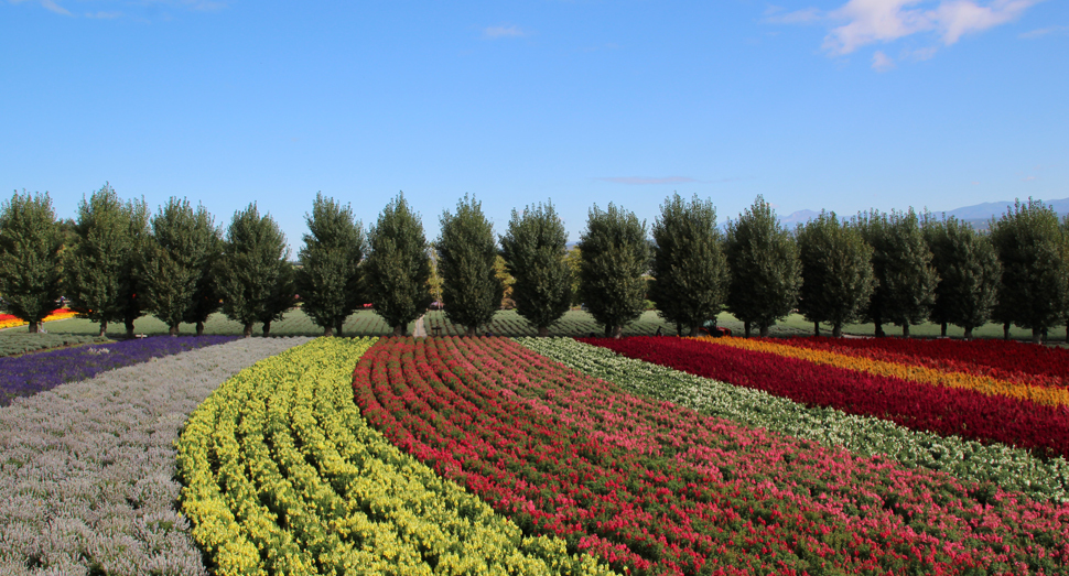 10月になりましたが、まだまだ花たちはきれいに咲いています