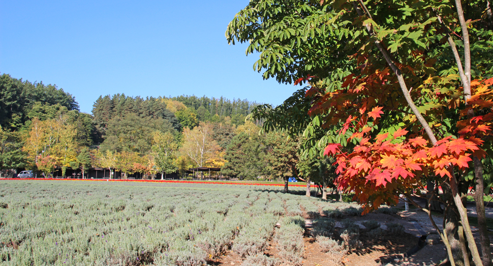 日々紅葉が進んでいます