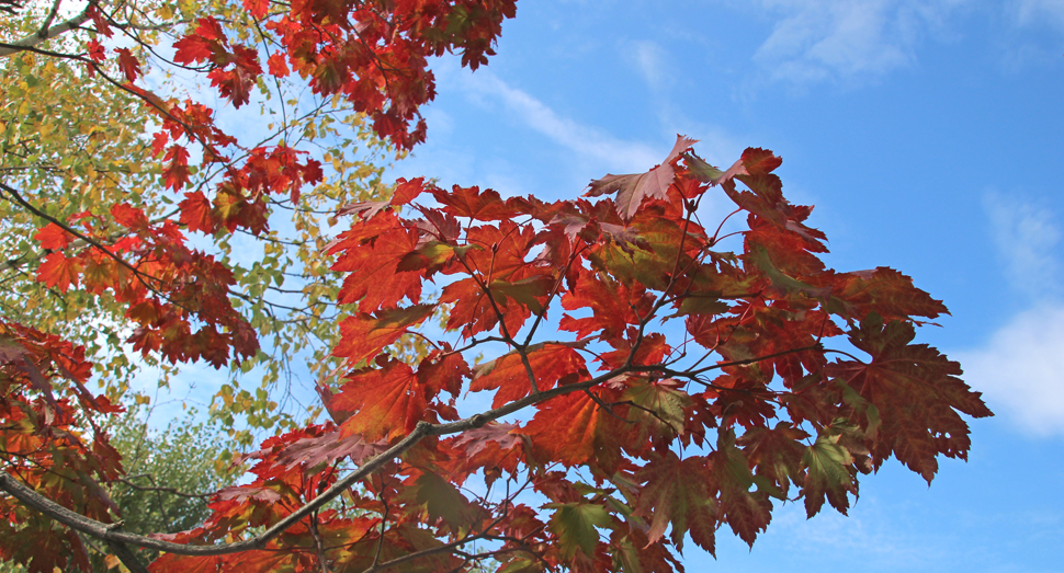 青空に紅葉が映えます