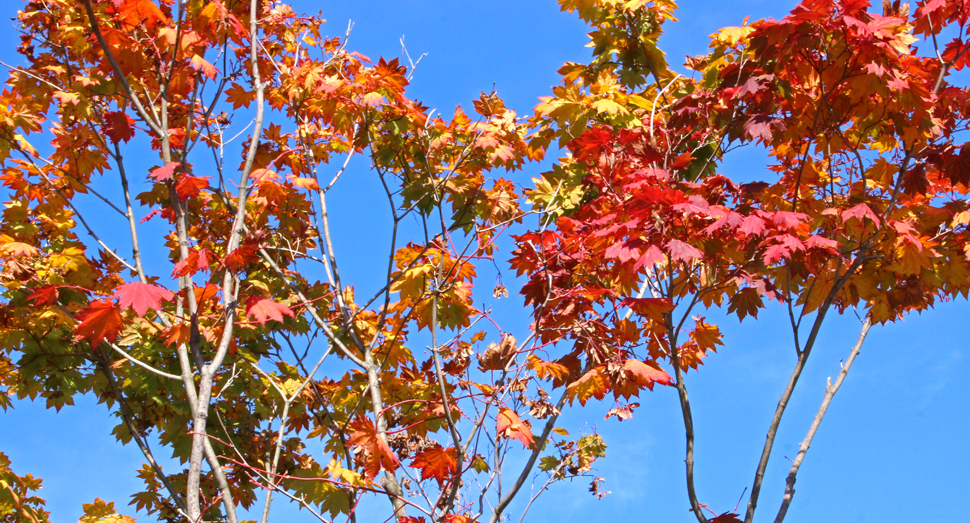 青空が広がり、紅葉狩り日和です