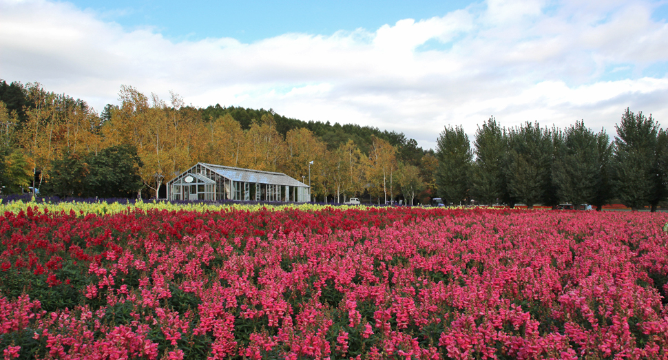 花人の畑と紅葉した木々をお楽しみください