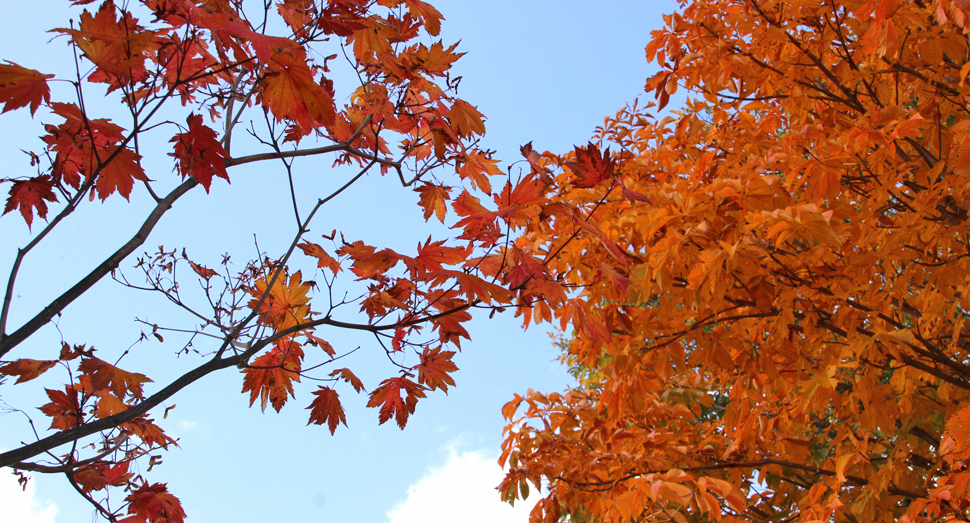 園内には彩り豊かに紅葉した木々がございます