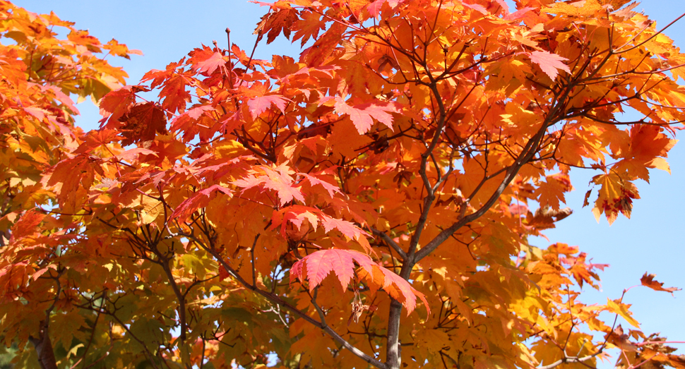 倖の舎近くのメイゲツカエデが紅葉していました